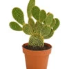Feigenkaktus - Opuntia Microdasys 'Yellow' 1 Feigenkaktus - Opuntia Microdasys 'Yellow' -Haus Pflanzen Welt 8668378 PR FS 001 OpuntiaMicrodasysYellowT15DehnerExpressHerzig