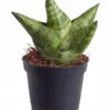 Bogenhanf - Sansevieria 'Boncellensis' -Haus Pflanzen Welt 8669848 PR FS 001 SansevieriaBocellenisisT6DehnerExpressZS