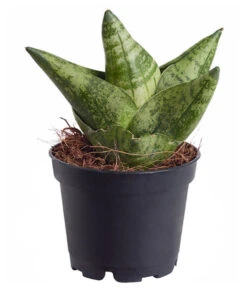 Bogenhanf - Sansevieria 'Boncellensis'