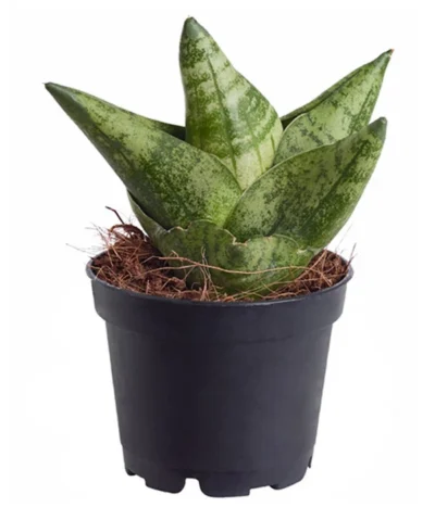 Bogenhanf - Sansevieria 'Boncellensis'