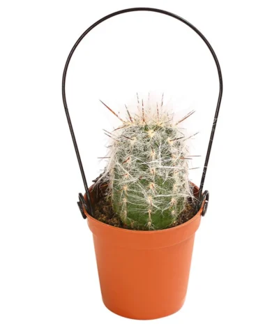 Mini Kakteen Am Bügel, Verschiedene Sorten 11 Mini Kakteen Am Bügel, Verschiedene Sorten -Haus Pflanzen Welt 8670481 PR FS 001 KakteenMiniAmBuegelT5DehnerExpressHerzig