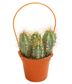 Mini Kakteen Am Bügel, Verschiedene Sorten -Haus Pflanzen Welt 8670481 PR FS 003 KakteenMiniAmBuegelT5DehnerExpressHerzig