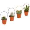 Mini Kakteen Am Bügel, Verschiedene Sorten 2 Mini Kakteen Am Bügel, Verschiedene Sorten -Haus Pflanzen Welt 8670481 PR FS 005 KakteenMiniAmBuegelT5DehnerExpressHerzig
