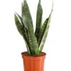 Bogenhanf - Sansevieria Zeylanica 1 Bogenhanf - Sansevieria Zeylanica -Haus Pflanzen Welt 8670523 PR FS 001 SansevierieSansevieriaZylanicaT12DehnerExpressHerzig