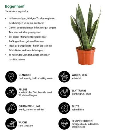 Bogenhanf - Sansevieria Zeylanica 7 Bogenhanf - Sansevieria Zeylanica -Haus Pflanzen Welt 8670523 WE IG 001 SansevierieSansevieriaZylanicaT12DehnerExpressHerzig