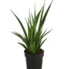 Bogenhanf - Sansevieria 'Friends' -Haus Pflanzen Welt 8670556 PR FS 001 SansevieriaFriendsT12DehnerExpressHerzig