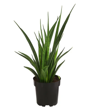 Bogenhanf - Sansevieria 'Friends'