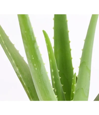 Echte Aloe - Aloe Vera 7 Echte Aloe - Aloe Vera -Haus Pflanzen Welt 8670853 PR DE 001 AloeVeraT12DehnerExpressHerzig