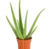 Echte Aloe - Aloe Vera -Haus Pflanzen Welt 8670853 PR FS 001 AloeVeraT12DehnerExpressHerzig