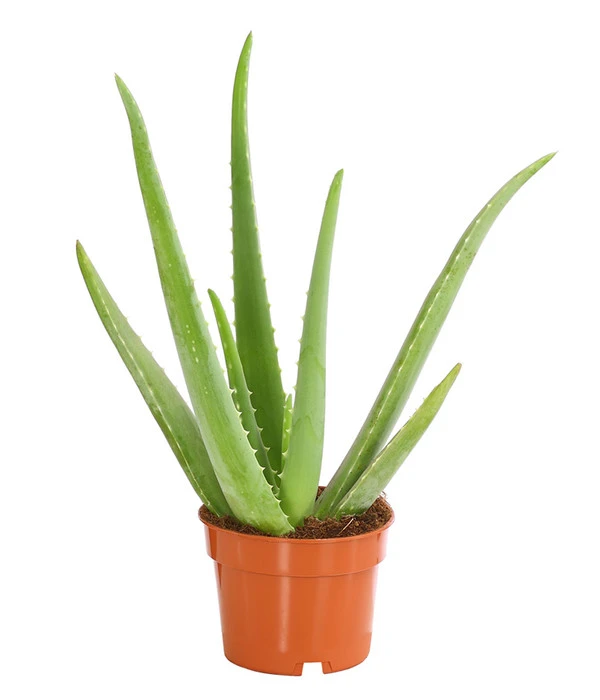 Echte Aloe - Aloe Vera 3 Echte Aloe - Aloe Vera