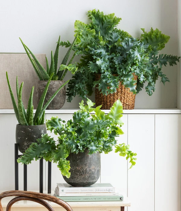 Echte Aloe - Aloe Vera 4 Echte Aloe - Aloe Vera – Bild 2