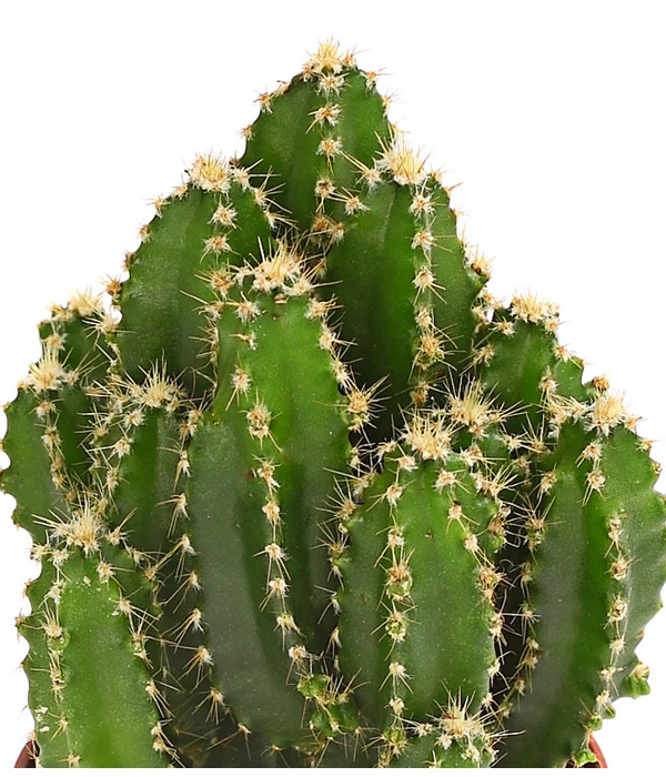 Felsenkaktus - Cereus Repandus/Cereus Peruvianus 4 Felsenkaktus - Cereus Repandus/Cereus Peruvianus – Bild 2