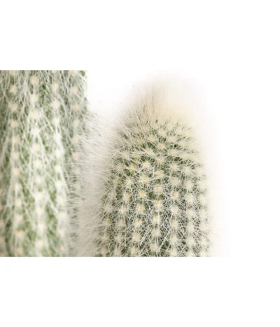 Säulenkaktus - Cleistocactus Strausii 5 Säulenkaktus - Cleistocactus Strausii -Haus Pflanzen Welt 8671646 PR DE 001 SaeulenkaktusweissT17DehnerExpressHerzig