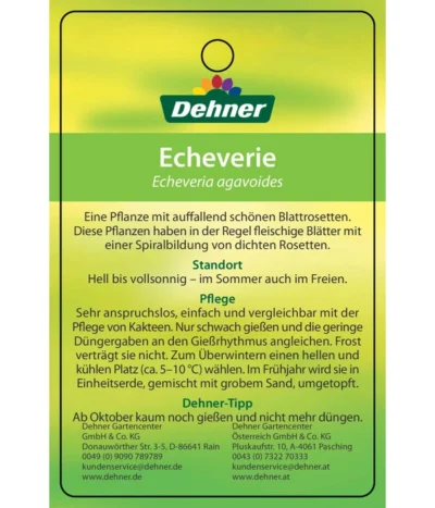 Echeverie - Echeveria Agavoides -Haus Pflanzen Welt 8672636 Echeveriaagavoides 22022017 2