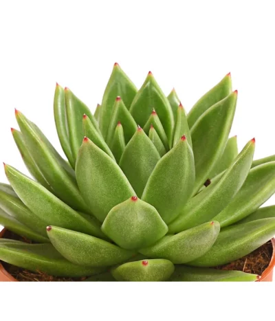 Echeverie - Echeveria Agavoides -Haus Pflanzen Welt 8672636 WE DE 001 EcheveriaAgavoidesT10DehnerExpressHerzig