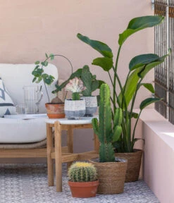 Feigenkaktus - Opuntia Consolea 7 Feigenkaktus - Opuntia Consolea -Haus Pflanzen Welt 8673246 WE MO 001 KaktusWolfsmilchEuphorbiaIngens