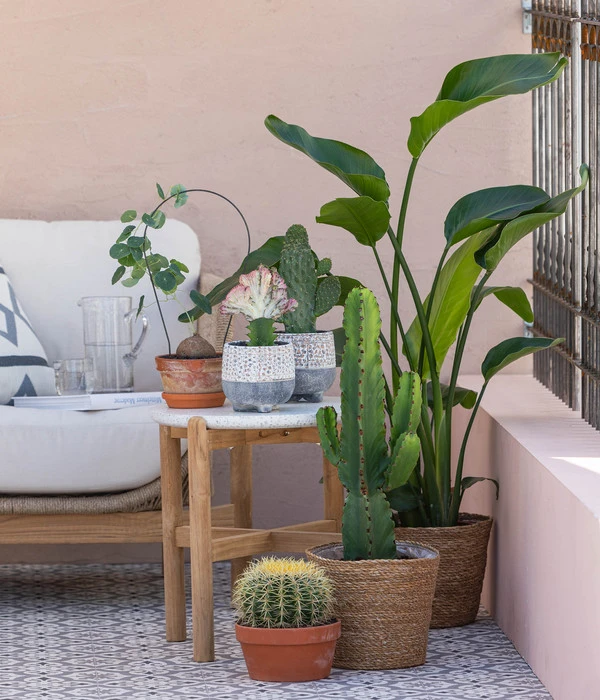 Feigenkaktus - Opuntia Consolea 4 Feigenkaktus - Opuntia Consolea – Bild 2