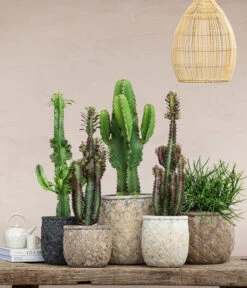 Kaktus-Wolfsmilch - Euphorbia Ingens -Haus Pflanzen Welt 8673667 WE MO 001 EuphorbiaHermentianaT19 2