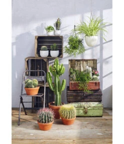 Ferokaktus - Ferocactus Stainesii -Haus Pflanzen Welt 8674533 PR MO 001 KakteenSukkulentenGC12