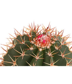 Ferokaktus - Ferocactus Stainesii -Haus Pflanzen Welt 8674806 PR DE 001 FerokaktusFerocactusStainesiiT20DehnerExpressHerzig