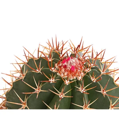 Ferokaktus - Ferocactus Stainesii -Haus Pflanzen Welt 8674806 PR DE 001 FerokaktusFerocactusStainesiiT20DehnerExpressHerzig