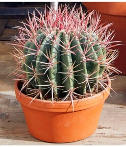 Ferokaktus - Ferocactus Stainesii -Haus Pflanzen Welt 8674806 PR MO 001 FerokaktusFerocactusStainesiiAusschnittMoodBL12
