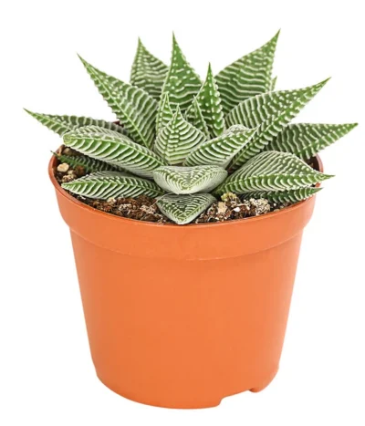 Haworthie - Haworthia 'Spider White'