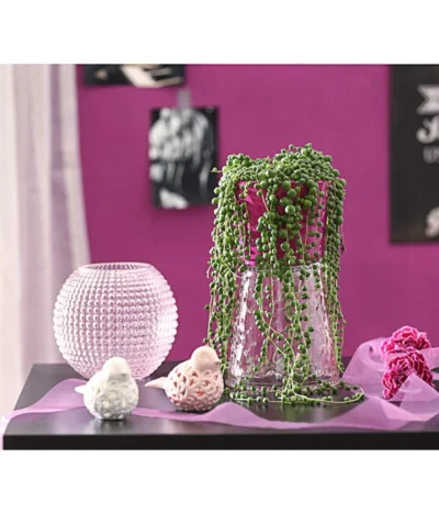 Erbsenpflanze - Senecio Rowleyanus -Haus Pflanzen Welt 8677924 PR MO 001 SenecioRowleyanusT11DehnerExpressHerzig