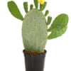 Feigenkaktus - Opuntia Indica 2 Feigenkaktus - Opuntia Indica -Haus Pflanzen Welt 8678542 PR FS 001 OpuntisIndigaKaktusDehnerExpressHerzig