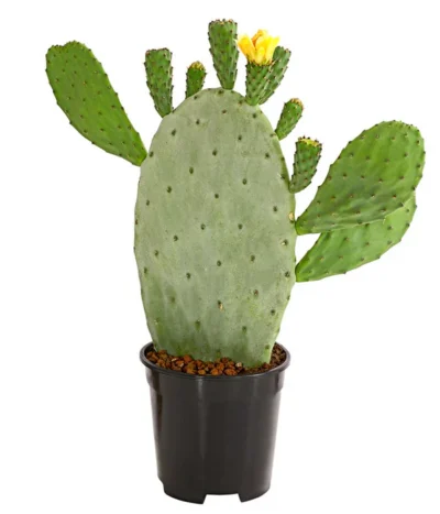 Feigenkaktus - Opuntia Indica