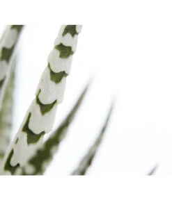 Haworthie - Haworthia Fasciata 'Alba' 5 Haworthie - Haworthia Fasciata 'Alba' -Haus Pflanzen Welt 8679979 PR DE 001 TigeraloeHaworthiaFasciataT9DehnerExpressZS