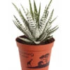 Haworthie - Haworthia Fasciata 'Alba' -Haus Pflanzen Welt 8679979 PR FS 001 TigeraloeHaworthiaFasciataT9DehnerExpressZS