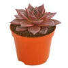 Echeverie - Echeveria Agavoides 'Taurus' -Haus Pflanzen Welt 8681017 PR FS 001 EcheveriaTaurusDehnerExpressHerzig