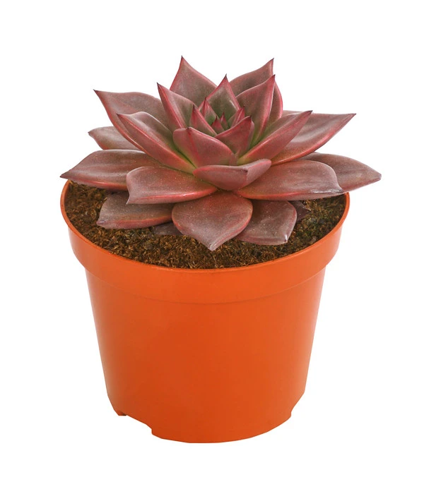 Echeverie - Echeveria Agavoides 'Taurus' 3 Echeverie - Echeveria Agavoides 'Taurus'