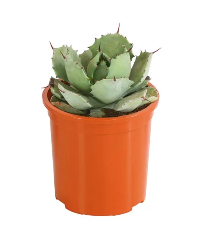 Agave 'Cuba' - Agave, Verschiedene Sorten 13 Agave 'Cuba' - Agave, Verschiedene Sorten -Haus Pflanzen Welt 8683484 PR FS 002 AgavenMixCubaT12DehnerExpressHerzig