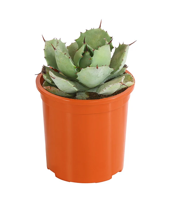Agave 'Cuba' - Agave, Verschiedene Sorten 7 Agave 'Cuba' - Agave, Verschiedene Sorten – Bild 5