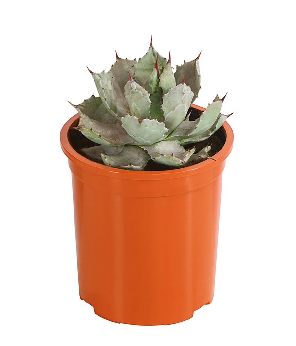Agave 'Cuba' - Agave, Verschiedene Sorten 4 Agave 'Cuba' - Agave, Verschiedene Sorten – Bild 2