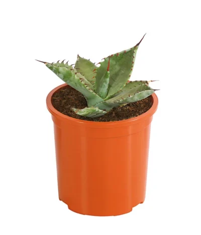 Agave 'Cuba' - Agave, Verschiedene Sorten 11 Agave 'Cuba' - Agave, Verschiedene Sorten -Haus Pflanzen Welt 8683484 PR FS 004 AgavenMixCubaT12DehnerExpressHerzig