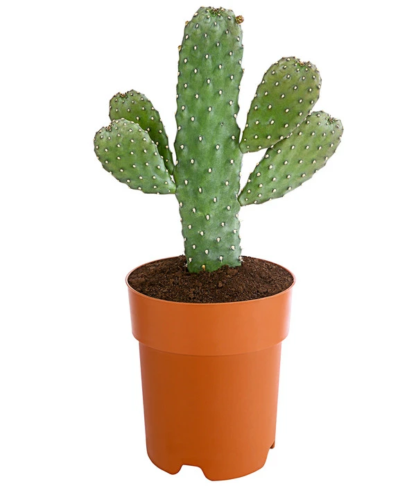 Feigenkaktus - Opuntia Consolea 3 Feigenkaktus - Opuntia Consolea