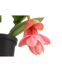 Haus Pflanzen Welt -Haus Pflanzen Welt 8683674 PR DE 001 MedinillaPiccoliniDehnerExpressHerzig