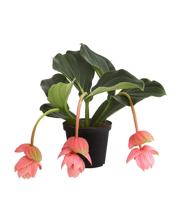 Medinille - Medinilla 'Piccolini'