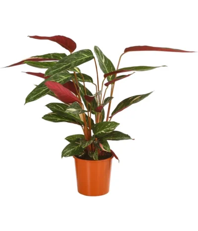 Korbmarante - Calathea Sanguinea 'Magicstar'