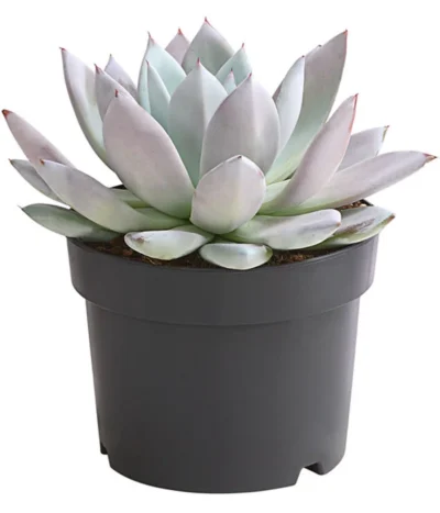 Echeverie - Echeveria-Hybride 'Mexican Giant'