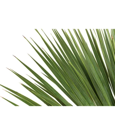 Blaublättrige Palmlilie -Haus Pflanzen Welt 8684920 WE DE 001 YuccaRostrataBlaueYuccaPalmlilieT28