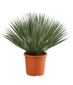 Blaublättrige Palmlilie