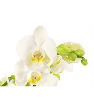 Schmetterlingsorchidee - Phalaenopsis 'Little Kolibri' -Haus Pflanzen Welt 8684995 PR DE 001 PhalaenopsisLittleKolibri3TrieberWeissT9DehnerExpressHerzig