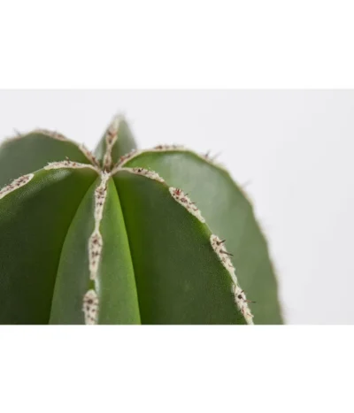 Perlbandkaktus - Marginatocereus Marginatus 5 Perlbandkaktus - Marginatocereus Marginatus -Haus Pflanzen Welt 8686362 PR DE 001 MarginatocereusT12DehnerExpressZS