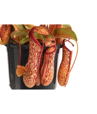 Kannenpflanze - Nepenthes 'Miranda' -Haus Pflanzen Welt 8686578 WE DE 001 NepenthesMirandaT15