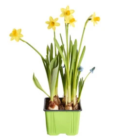 Zwiebelpflanzen-Trio Frühlingsstimmung -Haus Pflanzen Welt 8686636 PR FS 001 Zwiebel4erMixT9DehnerExpressZS