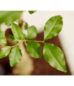 Bonsai Mit Buddha, Verschiedene Sorten 16 Bonsai Mit Buddha, Verschiedene Sorten -Haus Pflanzen Welt 8686644 PR DE 001 BonsaiMixMitSchaleUndBuddha15erSchaleDehnerExpressZS